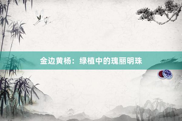 金边黄杨：绿植中的瑰丽明珠