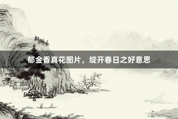 郁金香真花图片，绽开春日之好意思