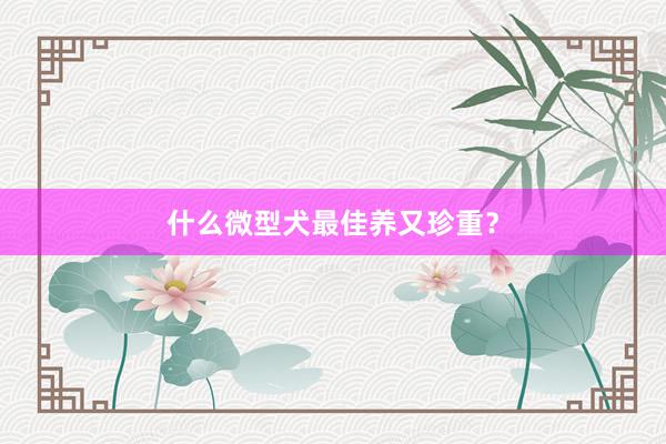 什么微型犬最佳养又珍重?